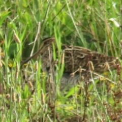 Gallinago hardwickii at Fyshwick, ACT - 15 Dec 2018 07:15 PM