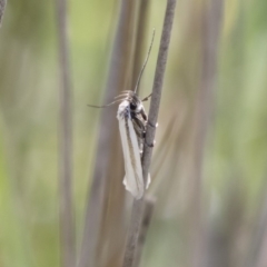 Philobota pilipes (A concealer moth) at Michelago, NSW - 29 Oct 2018 by Illilanga