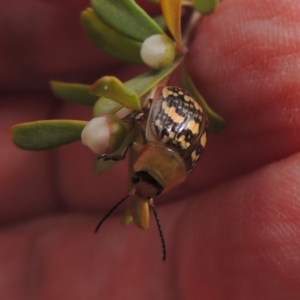 Paropsis pictipennis at Tharwa, ACT - 9 Dec 2018