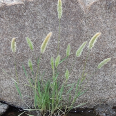 Polypogon monspeliensis (Annual Beard Grass) at Tharwa, ACT - 9 Dec 2018 by michaelb