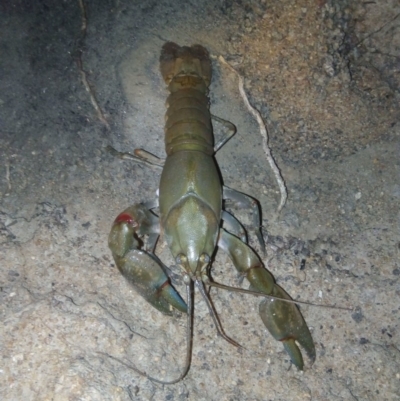 Cherax destructor (Common Yabby) at Paddys River, ACT - 15 Dec 2018 by RyuCallaway