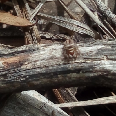 Maratus scutulatus (A jumping spider) at Carwoola, NSW - 14 Dec 2018 by ArcherCallaway