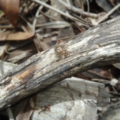 Maratus scutulatus at Carwoola, NSW - 15 Dec 2018