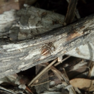 Maratus scutulatus at Carwoola, NSW - 15 Dec 2018