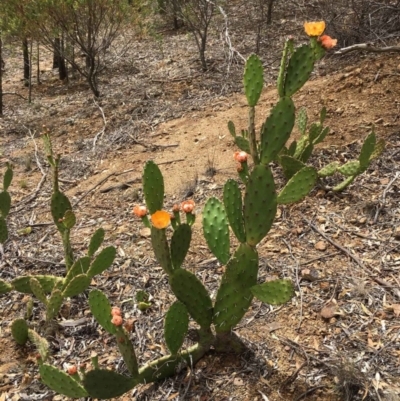 Opuntia elata (A Prickly Pear) at Deakin, ACT - 15 Dec 2018 by RWPurdie