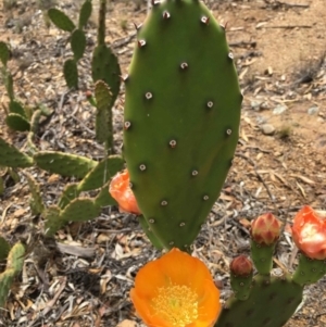 Opuntia elata at Deakin, ACT - 15 Dec 2018