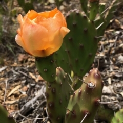 Opuntia elata at Deakin, ACT - 15 Dec 2018 12:00 AM