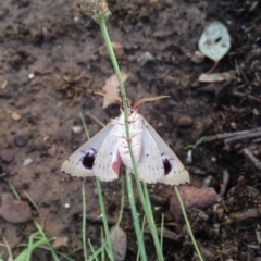Arhodia lasiocamparia (Pink Arhodia (Oenochrominae)) at Aranda, ACT - 16 Dec 2018 by KMcCue