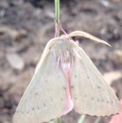 Arhodia lasiocamparia at Aranda, ACT - 16 Dec 2018