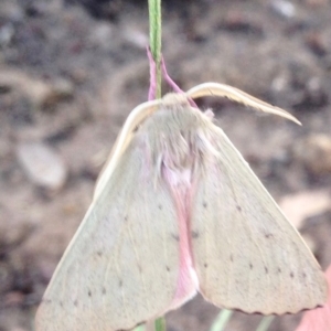 Arhodia lasiocamparia at Aranda, ACT - 16 Dec 2018