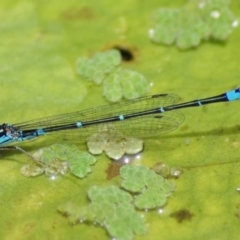 Austroagrion watsoni (Eastern Billabongfly) at Pearce, ACT - 15 Dec 2018 by Shell