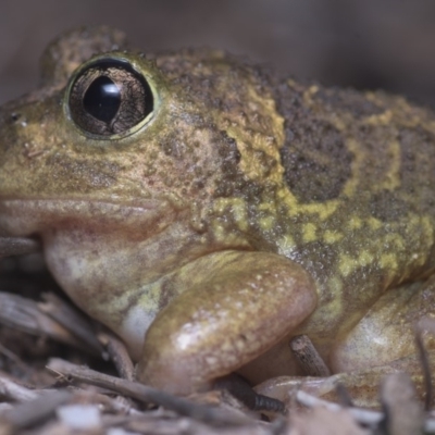 Neobatrachus sudellae (Sudell's Frog or Common Spadefoot) at Watson, ACT - 15 Dec 2018 by danswell