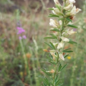 Lespedeza juncea subsp. sericea at Aranda, ACT - 10 Jan 2018