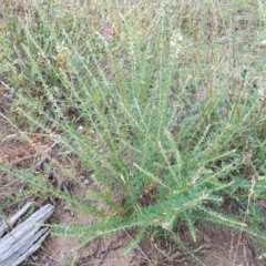 Lespedeza juncea subsp. sericea at Aranda, ACT - 10 Jan 2018 11:26 AM