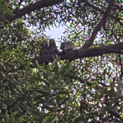 Callocephalon fimbriatum (Gang-gang Cockatoo) at Acton, ACT - 16 Dec 2018 by tom.tomward@gmail.com