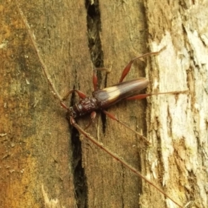 Epithora dorsalis at Kambah, ACT - 16 Dec 2018