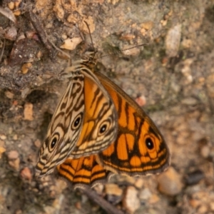 Geitoneura acantha at Paddys River, ACT - 15 Dec 2018