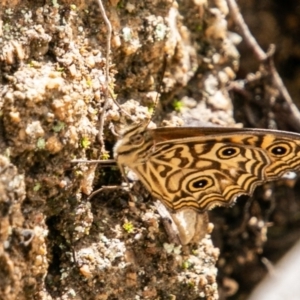 Geitoneura acantha at Paddys River, ACT - 15 Dec 2018