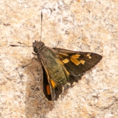 Trapezites phigalioides (Montane Ochre) at Paddys River, ACT - 15 Dec 2018 by SWishart