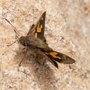 Trapezites phigalioides at Paddys River, ACT - 15 Dec 2018