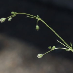 Stellaria pallida at Hackett, ACT - 30 Oct 2018 12:00 AM