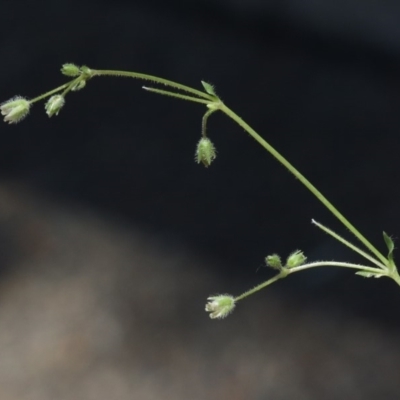 Stellaria pallida (Lesser Chickweed) at Hackett, ACT - 29 Oct 2018 by silversea_starsong