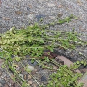 Stellaria pallida at Hackett, ACT - 30 Oct 2018 12:00 AM