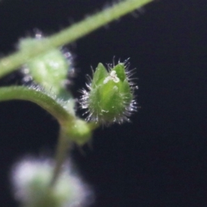 Stellaria pallida at Hackett, ACT - 30 Oct 2018 12:00 AM