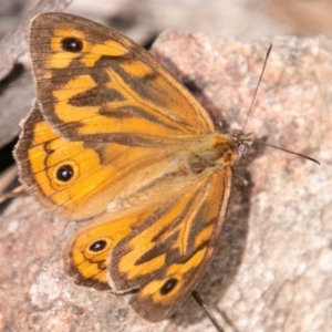 Heteronympha merope at Paddys River, ACT - 15 Dec 2018 03:00 PM