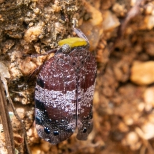 Platybrachys decemmacula at Paddys River, ACT - 15 Dec 2018