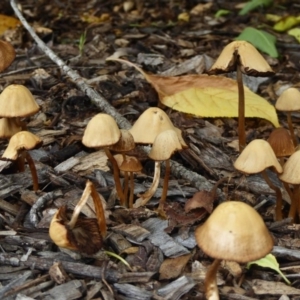 zz agaric (stem; gills white/cream) at Narrabundah, ACT - 16 Dec 2018 04:05 PM