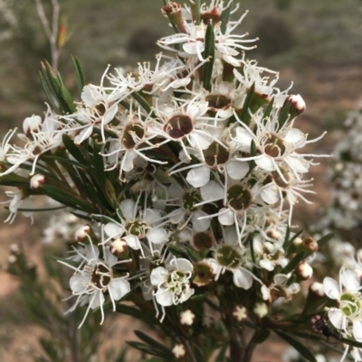 Kunzea ericoides (Burgan) at Nicholls, ACT - 16 Dec 2018 by gavinlongmuir