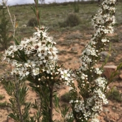 Kunzea ericoides at Nicholls, ACT - 16 Dec 2018