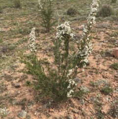 Kunzea ericoides at Nicholls, ACT - 16 Dec 2018