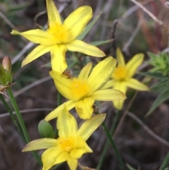 Tricoryne elatior (Yellow Rush Lily) at Nicholls, ACT - 16 Dec 2018 by gavinlongmuir