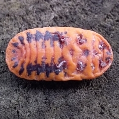Monophlebulus sp. (genus) at Bawley Point, NSW - 16 Dec 2018 04:33 PM