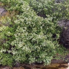 Baeckea imbricata (Coastal Baeckea, Heath Myrtle) at Bawley Point, NSW - 16 Dec 2018 by GLemann