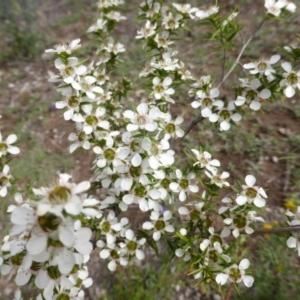 Leptospermum continentale at O'Malley, ACT - 15 Dec 2018