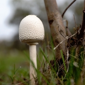 Macrolepiota dolichaula at Dunlop, ACT - 16 Dec 2018 12:00 AM