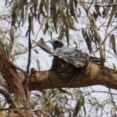 Coracina novaehollandiae at Hughes, ACT - 16 Dec 2018