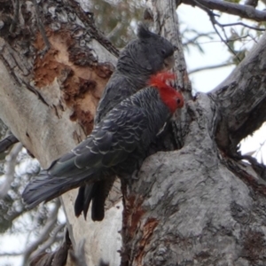 Callocephalon fimbriatum at Deakin, ACT - suppressed