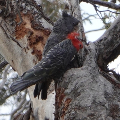 Callocephalon fimbriatum (Gang-gang Cockatoo) at GG52 - 16 Dec 2018 by JackyF