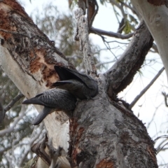 Callocephalon fimbriatum at Deakin, ACT - suppressed