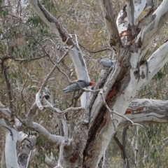 Callocephalon fimbriatum at Deakin, ACT - suppressed