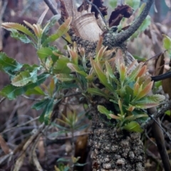 Banksia serrata (Saw Banksia) at Kiah, NSW - 13 Dec 2018 by LocalFlowers