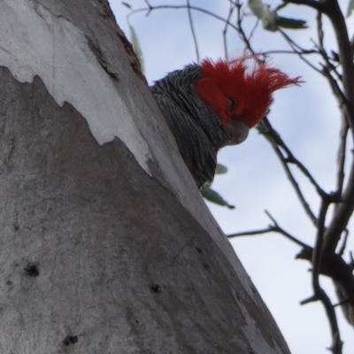 Callocephalon fimbriatum (Gang-gang Cockatoo) at Deakin, ACT - 16 Dec 2018 by JackyF