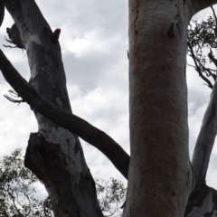 Callocephalon fimbriatum at Deakin, ACT - suppressed