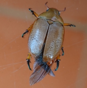 Anoplognathus sp. (genus) at Hughes, ACT - 16 Dec 2018 01:03 PM