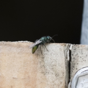 Mutillidae (family) at Illilanga & Baroona - 16 Dec 2018 02:33 PM