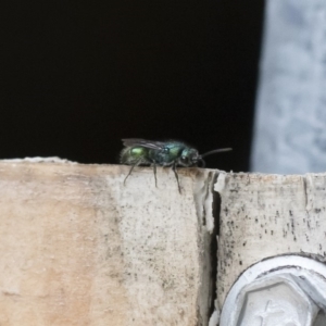 Mutillidae (family) at Illilanga & Baroona - 16 Dec 2018 02:33 PM